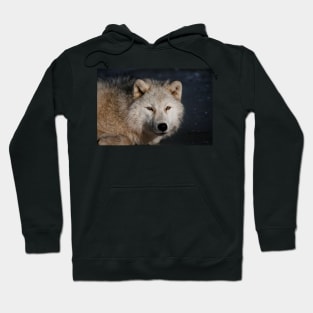 Arctic wolf Hoodie